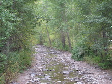 Lyons Creek Healthy Riparian Area