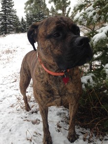  Photo: Municipal Dog #004, Sadye, models her red 2015 tag. 